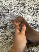 Mallory, a female Miniature Dachshund for sale in Los Banos, CA – 1 of 4