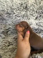Mallory, a female Miniature Dachshund for sale in Los Banos, CA – 4 of 4
