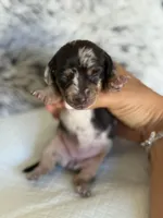 Ava HOLD, a female Miniature Dachshund for sale in Los Banos, CA – Photo 4 of 5