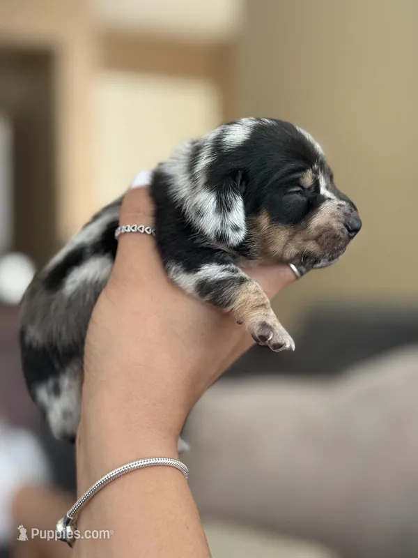 Ava HOLD, a female Miniature Dachshund for sale in Los Banos, CA – Photo 1 of 5