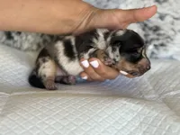 Ava HOLD, a female Miniature Dachshund for sale in Los Banos, CA – Photo 5 of 5