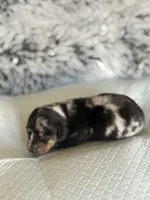 Ava HOLD, a female Miniature Dachshund for sale in Los Banos, CA – Photo 2 of 5