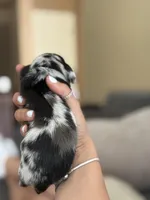 Ava HOLD, a female Miniature Dachshund for sale in Los Banos, CA – Photo 3 of 5