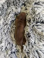 Hershey, a male Miniature Dachshund for sale in Los Banos, CA – 4 of 4