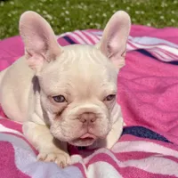 Twin , a female French Bulldog for sale in Houston, TX – Photo 3 of 8