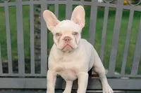 Twin , a female French Bulldog for sale in Houston, TX – Photo 6 of 6