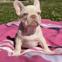 Twin , a female French Bulldog for sale in Houston, TX – Photo 8 of 8
