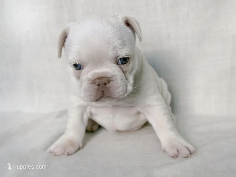 Twin , a female French Bulldog for sale in Houston, TX – Photo 1 of 5