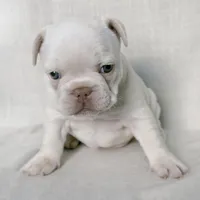 Twin , a female French Bulldog for sale in Houston, TX – Photo 5 of 8