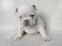 Twin , a female French Bulldog for sale in Houston, TX – Photo 1 of 5