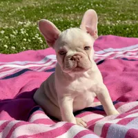 Twin , a female French Bulldog for sale in Houston, TX – Photo 1 of 8