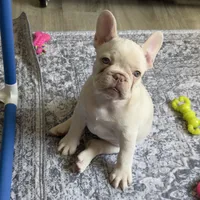 Twin , a female French Bulldog for sale in Houston, TX – Photo 7 of 8