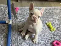 Twin , a female French Bulldog for sale in Houston, TX – Photo 3 of 5