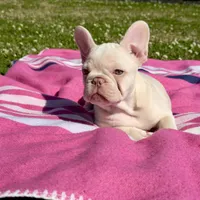 Twin , a female French Bulldog for sale in Houston, TX – Photo 2 of 8