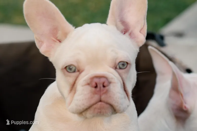 Twin  – French Bulldog puppy for sale in Houston, TX