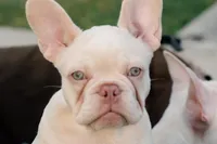 Twin , a female French Bulldog for sale in Houston, TX – Photo 1 of 6
