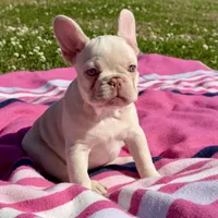 Twin , a female French Bulldog for sale in Houston, TX – Photo 4 of 8