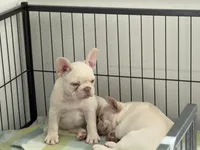 Twin , a female French Bulldog for sale in Houston, TX – Photo 5 of 5