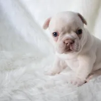 Twin , a female French Bulldog for sale in Houston, TX – Photo 6 of 8