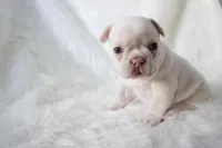 Twin , a female French Bulldog for sale in Houston, TX – Photo 2 of 5