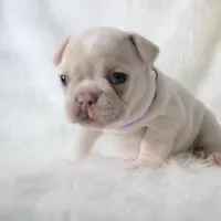 Patches , a female French Bulldog for sale in Houston, TX – Photo 3 of 9