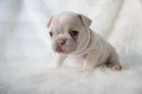 Patches , a female French Bulldog for sale in Houston, TX – Photo 3 of 8