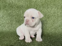 Patches , a female French Bulldog for sale in Houston, TX – Photo 5 of 8