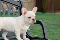Patches , a female French Bulldog for sale in Houston, TX – Photo 6 of 9