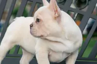 Patches , a female French Bulldog for sale in Houston, TX – Photo 8 of 9