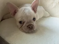 Patches , a female French Bulldog for sale in Houston, TX – Photo 7 of 8