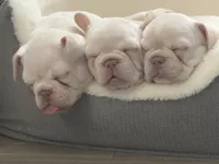 Patches , a female French Bulldog for sale in Houston, TX – Photo 6 of 8