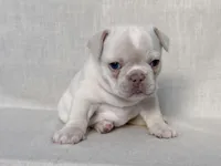 Patches , a female French Bulldog for sale in Houston, TX – Photo 2 of 8