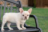 Patches , a female French Bulldog for sale in Houston, TX – Photo 9 of 9