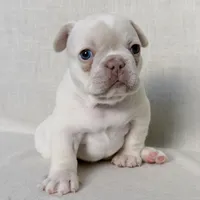 Patches , a female French Bulldog for sale in Houston, TX – Photo 4 of 9
