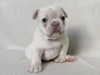 Patches , a female French Bulldog for sale in Houston, TX – Photo 4 of 8