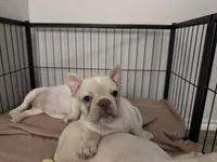 Patches , a female French Bulldog for sale in Houston, TX – Photo 8 of 8