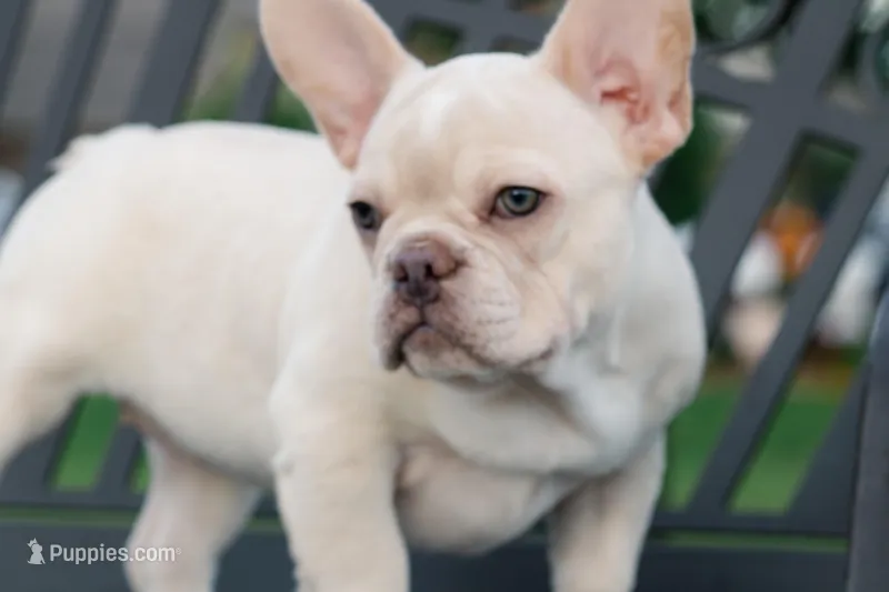 Patches  – French Bulldog puppy for sale in Houston, TX