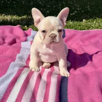 Patches , a female French Bulldog for sale in Houston, TX – Photo 2 of 9