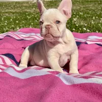 Patches , a female French Bulldog for sale in Houston, TX – Photo 5 of 9