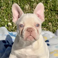Junior, a male French Bulldog for sale in Houston, TX – Photo 8 of 9