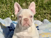 Junior, a male French Bulldog for sale in Houston, TX – Photo 8 of 9