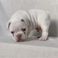 Junior, a male French Bulldog for sale in Houston, TX – Photo 4 of 9