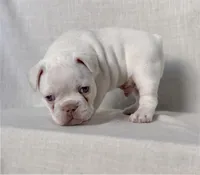 Junior, a male French Bulldog for sale in Houston, TX – Photo 4 of 9