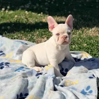 Junior, a male French Bulldog for sale in Houston, TX – Photo 2 of 9