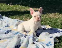 Junior, a male French Bulldog for sale in Houston, TX – Photo 2 of 9
