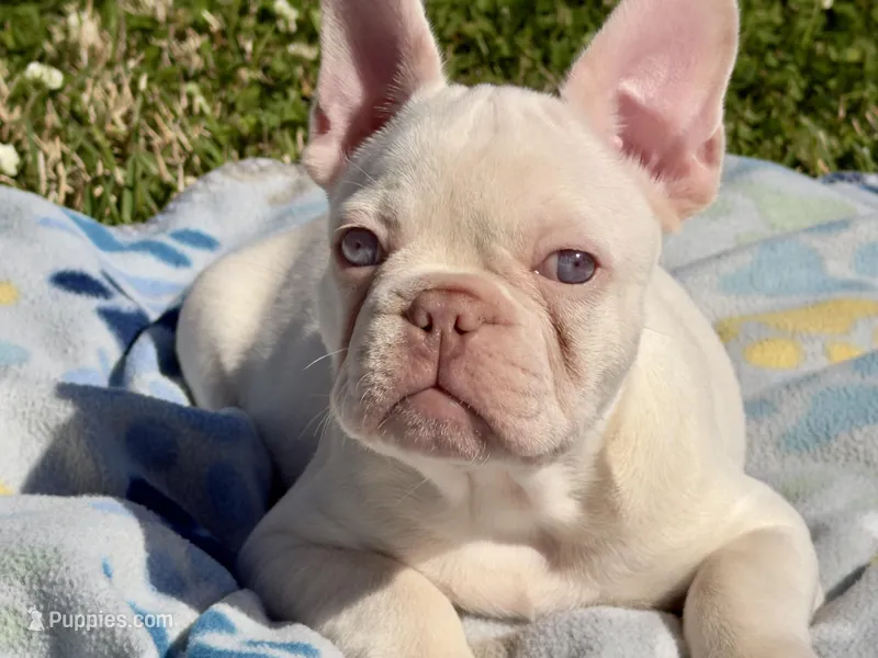 Junior, a male French Bulldog for sale in Houston, TX – Photo 1 of 9