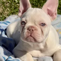 Junior, a male French Bulldog for sale in Houston, TX – Photo 1 of 9