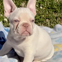 Junior, a male French Bulldog for sale in Houston, TX – Photo 7 of 9