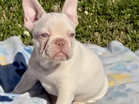 Junior, a male French Bulldog for sale in Houston, TX – Photo 7 of 9