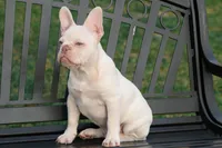 Junior, a male French Bulldog for sale in Houston, TX – Photo 1 of 9